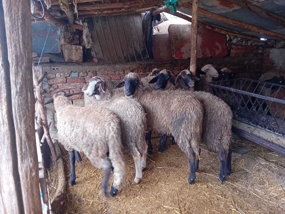 Продавам агнета и кочове