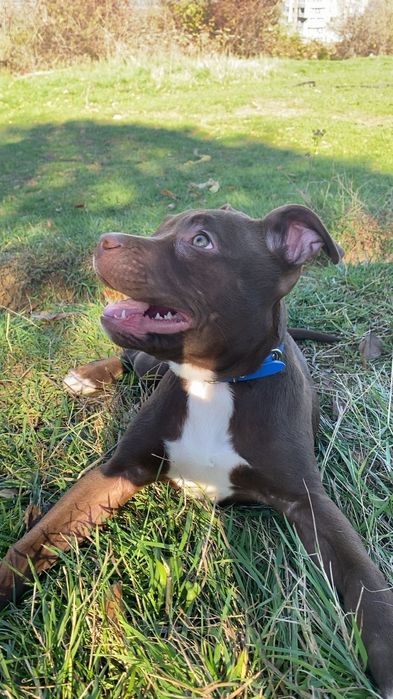 Женски питбул!!!