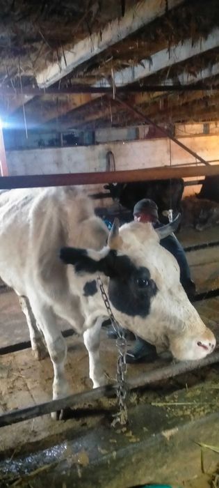 Сельхозживотное карова