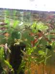Guppy diverse linii