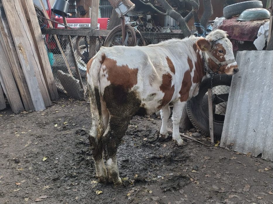 Vând Junică si Vițel