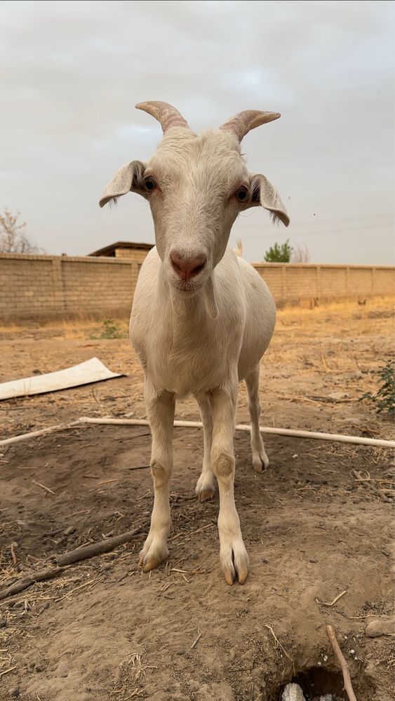 Zanen echkilarimiz “Basmala farm” fermasidan