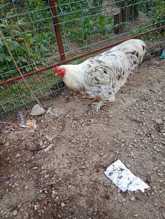 Vând cocoș și găină brahma herminat deschis