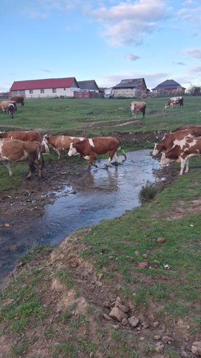 Vând 10 vaci diferite varste