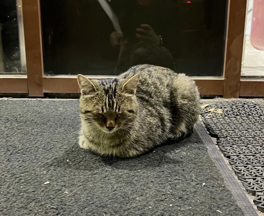 Ласковый котик ищет семью