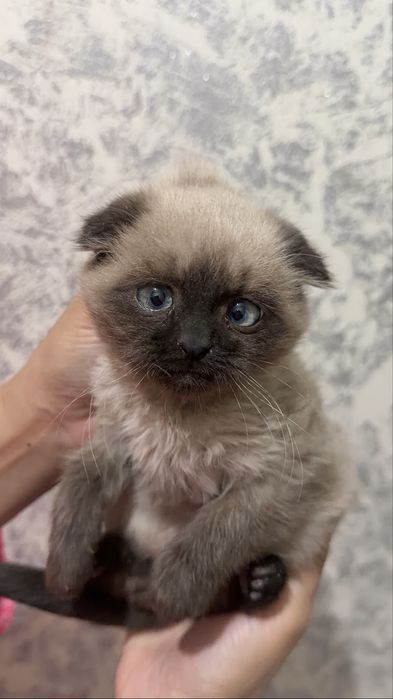 Кошечка 2,5 месяцев