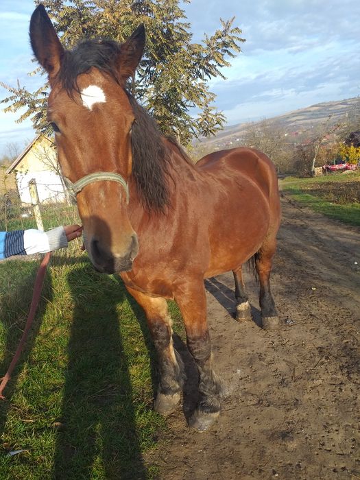 Iapa de vanzare foarte blândă
