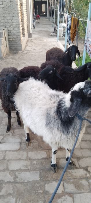 Она бола куй сотилади болалари эркак СОТИЛДИ