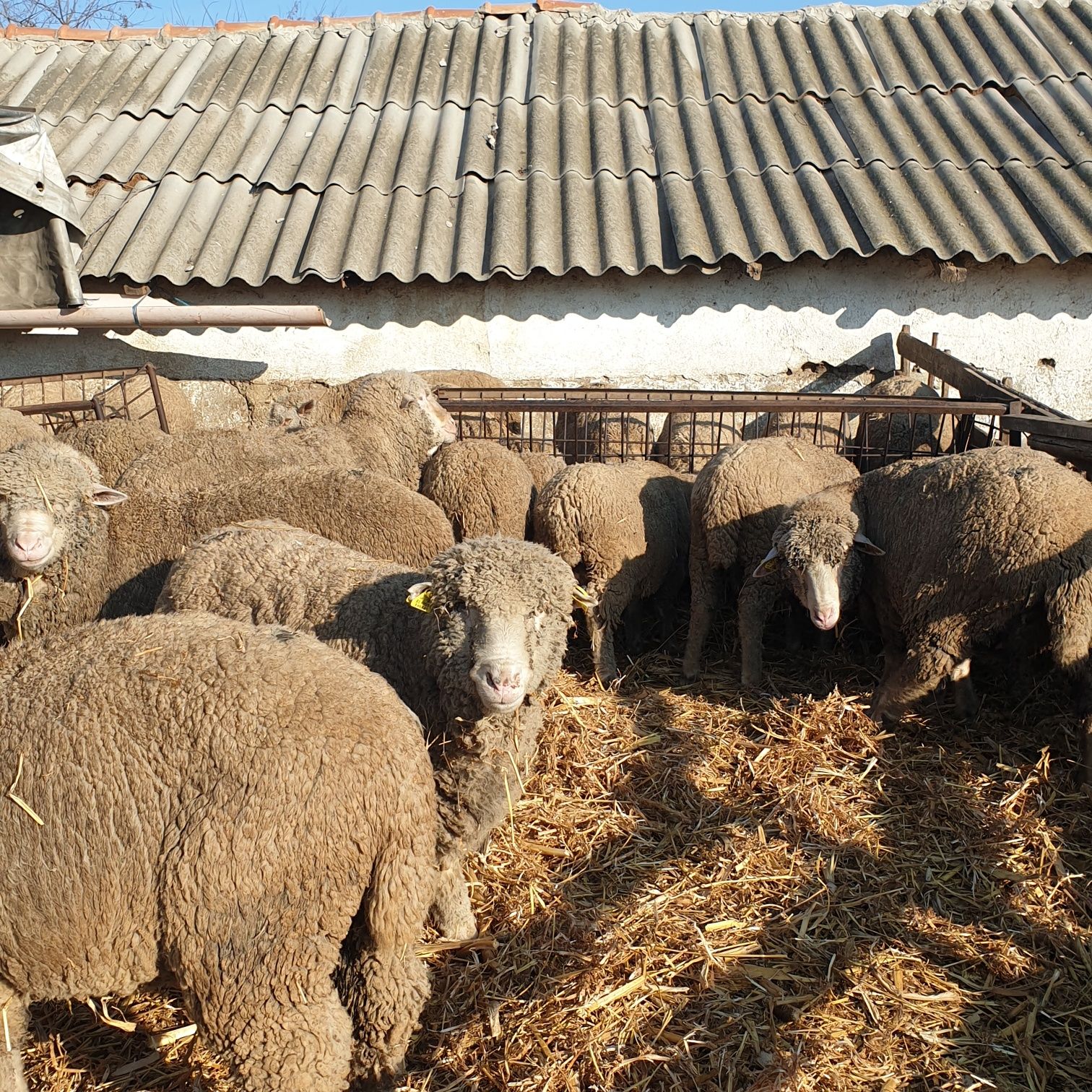 Vand oi rasa merinos, fara mieluți