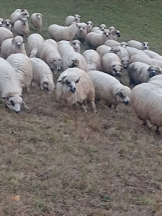 100 de oi țurcane  tinere .