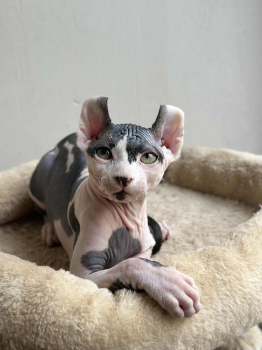 Baietel sphynx /elf