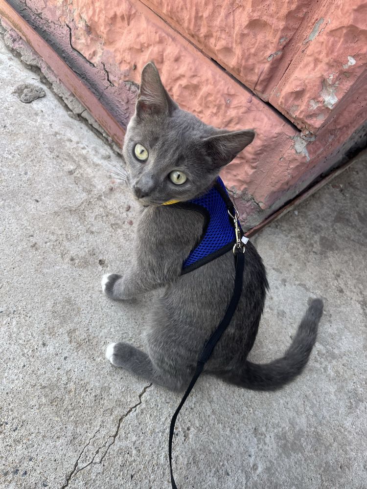 котёнок ищет дом