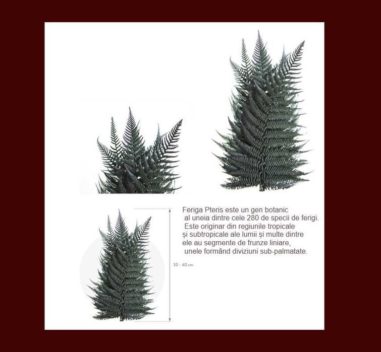 Plante stabilizate ,pentru decor tablouri si pereti vegetali