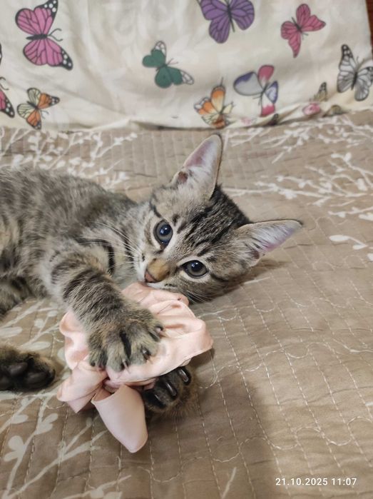 Котенок девочка в хорошую семью