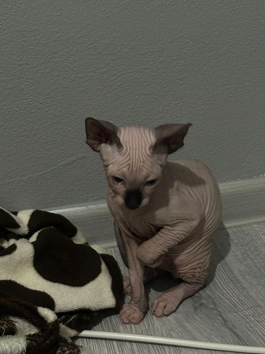 Pui Sphynx Baiat