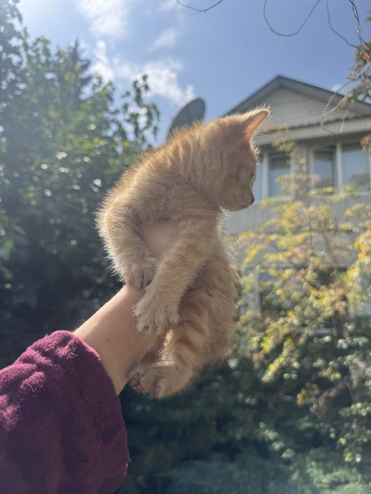 Рыжая девочка ищет дом
