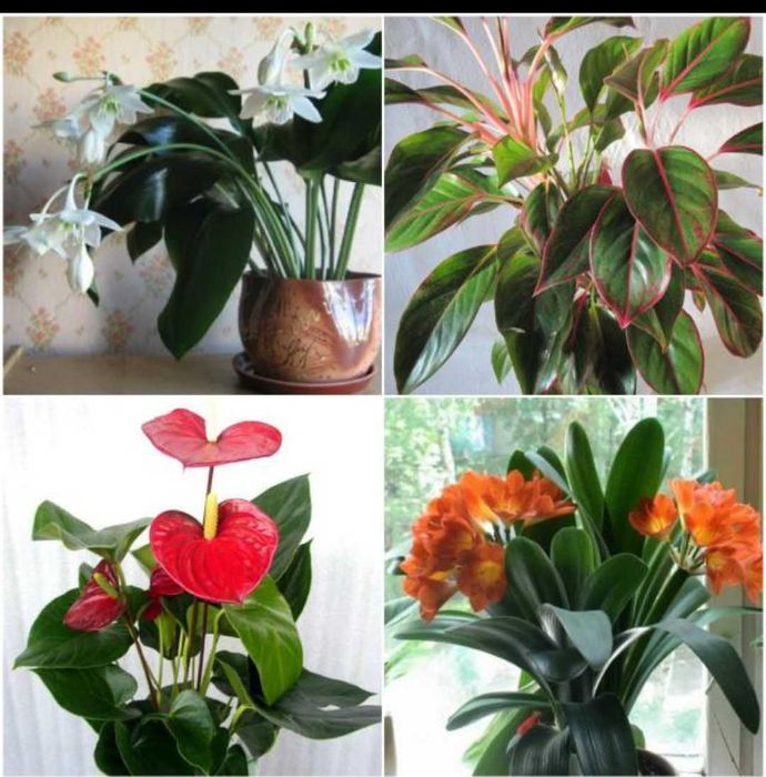 Комнатные растения