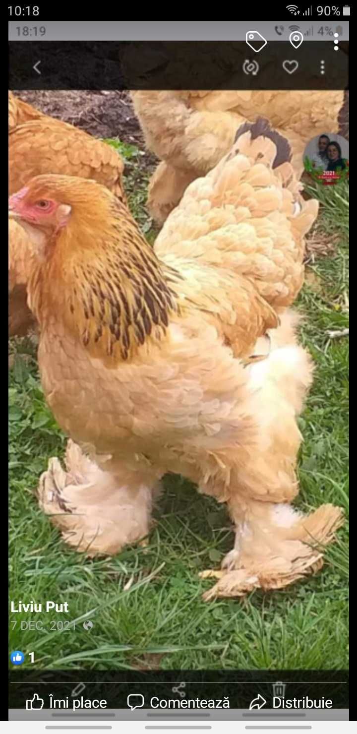 Pui Oua Gaini COCOS,Australorp, WYANDOTTE Brahma HD SI Columbian