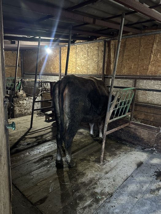 Продам хорошую молодую корову