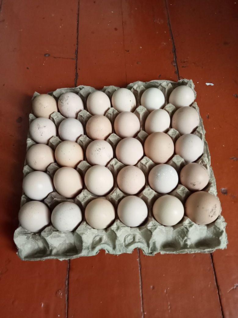 Яйца домашние инкубационные Чешские