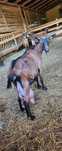 Capre alpine franceza cu pedigree!