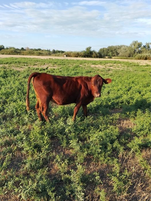 продаётся ангус карова