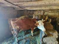 Vând vaca bălțată românească