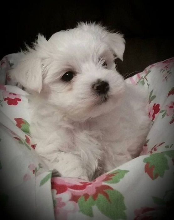 Bichon maltez mini toy