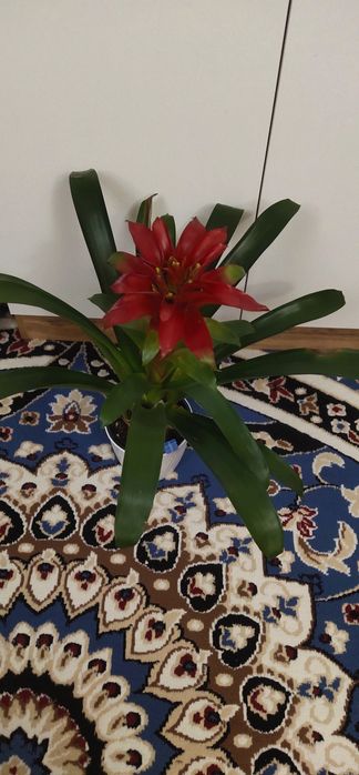 Гузмания комнатный цветок