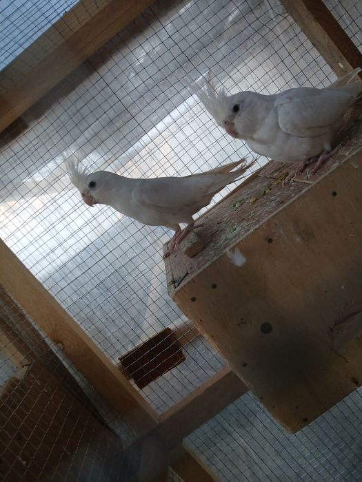 1 juft dubay karella sotiladi narxi 600 ming