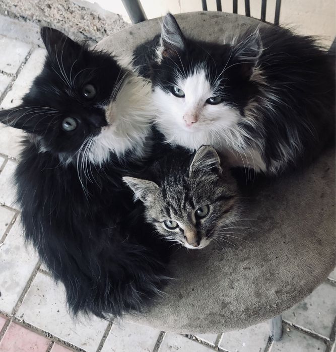 Животные котята мальчик , 2 девочки