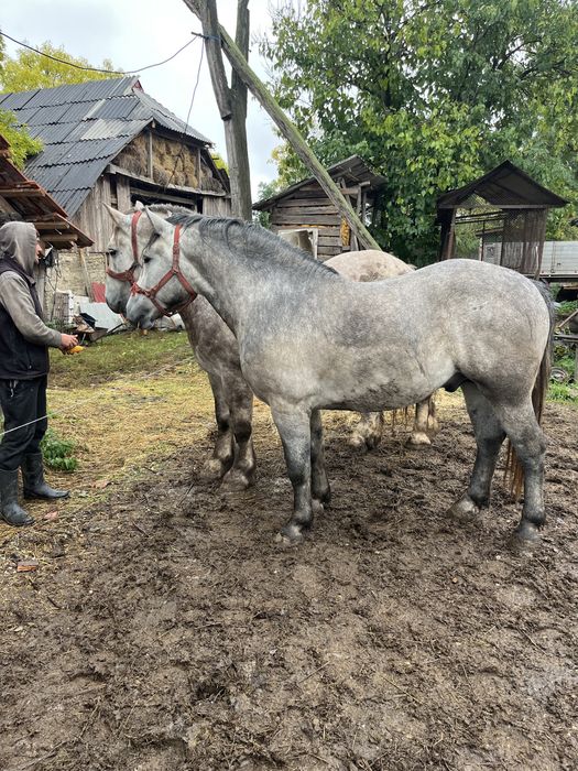 Armăsar în vârtă de 3 ani