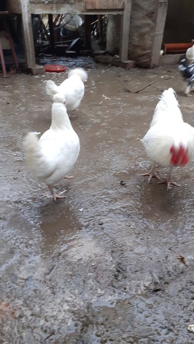 Gaini si cocosi americani