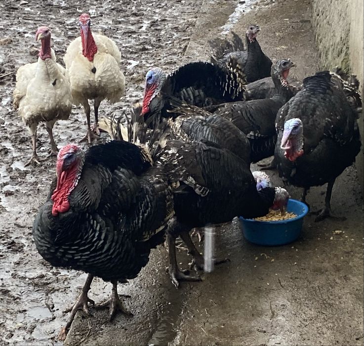 Vand curci si curcani