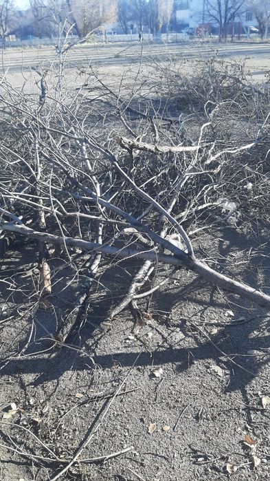 Топливо отын тегин