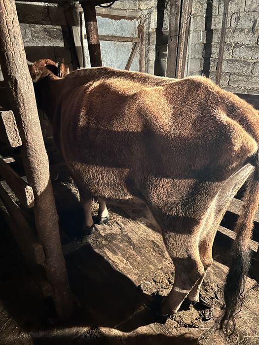 Продам карову с теленком