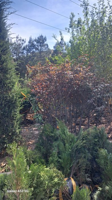 Мевали ва декоративни дарахтлар  5 минг сумдан