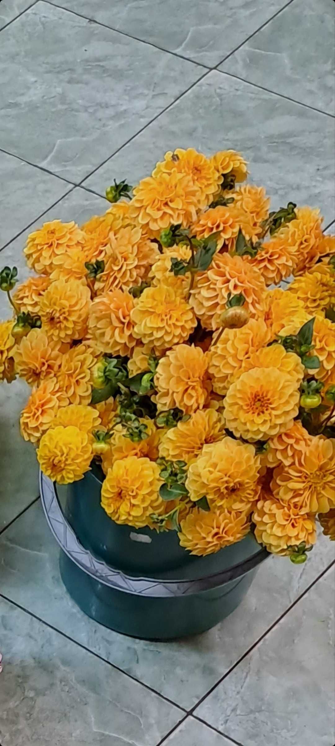 Bulbi de flori : dalii, gherghine