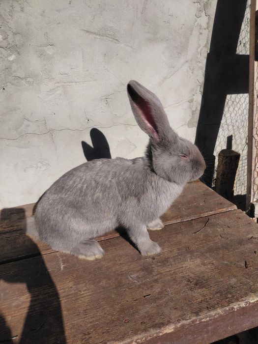 Disponibili 3 masculi fluture german 4 luni