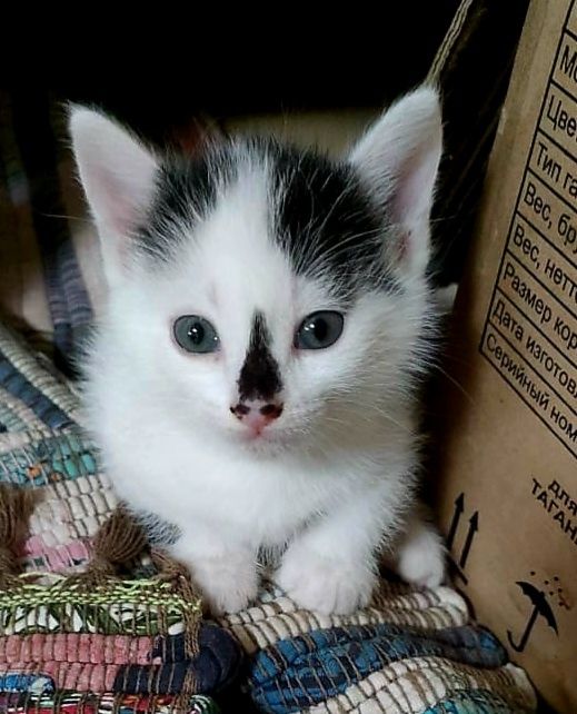 Котятки ищут дом.