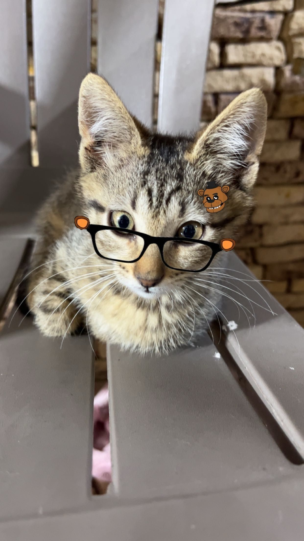 Последен Котка Оби