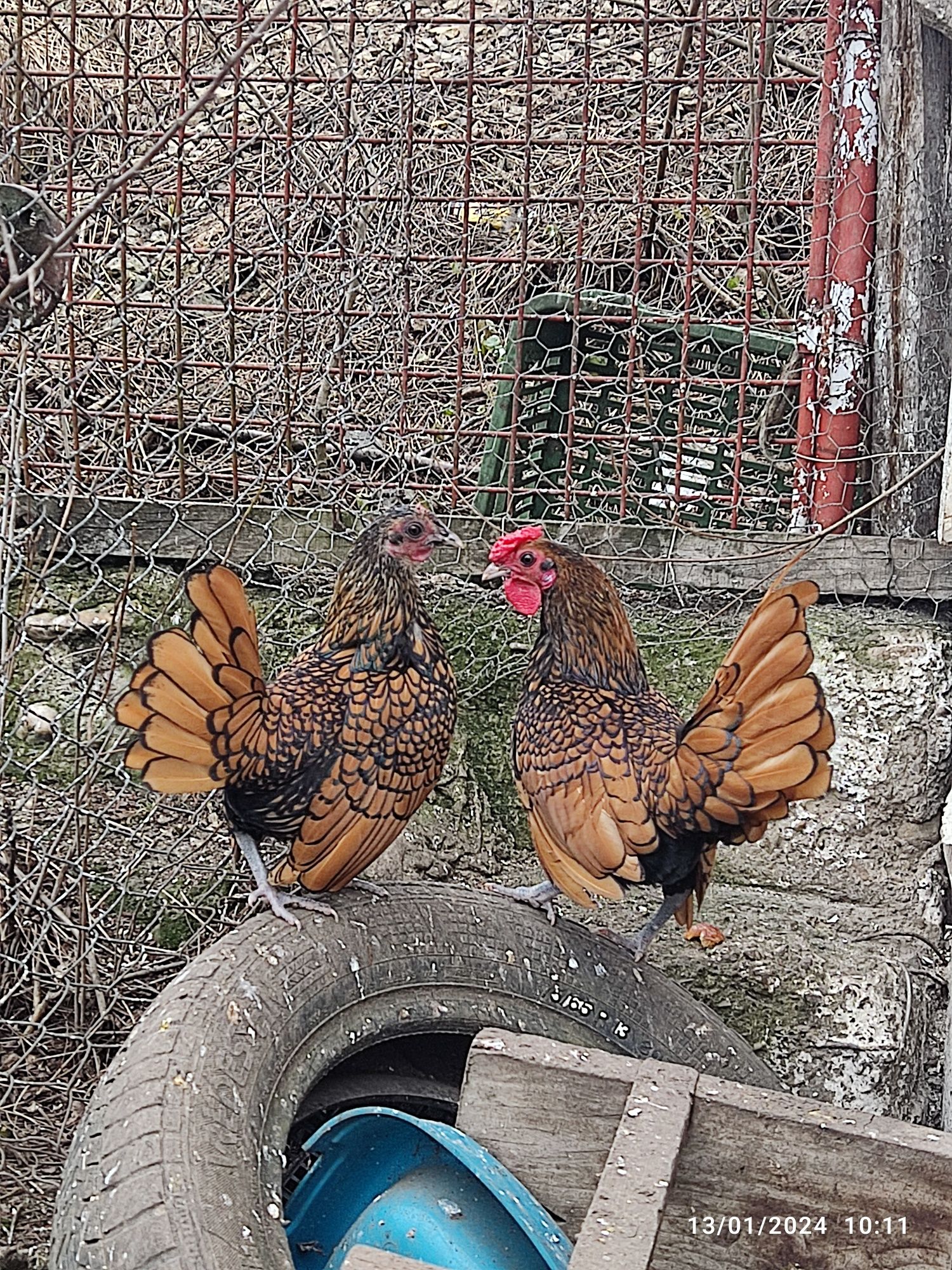 Vând familie de sebright