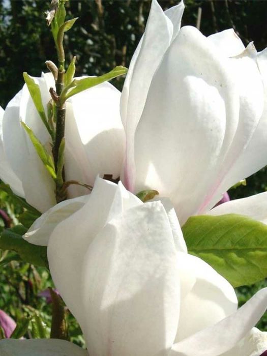 Magnolia Alba Superba