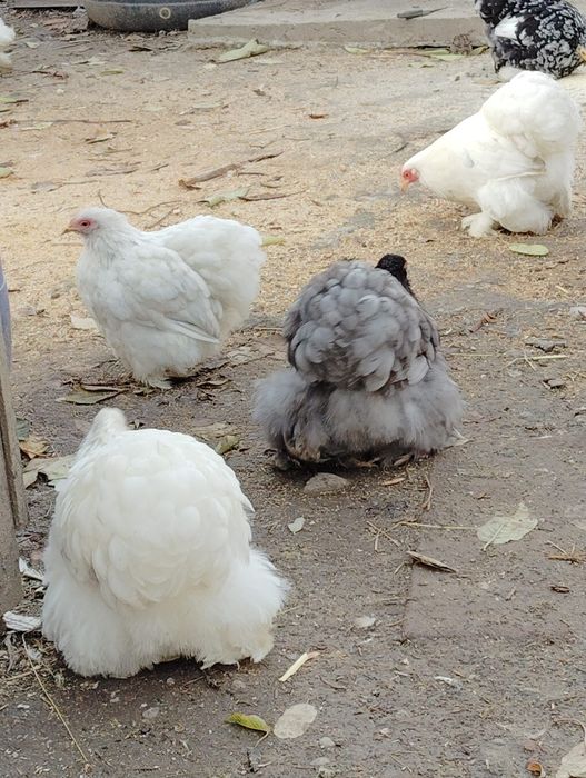 Oua cochinchina pitic