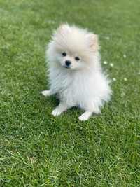 Pomeranian de vânzare