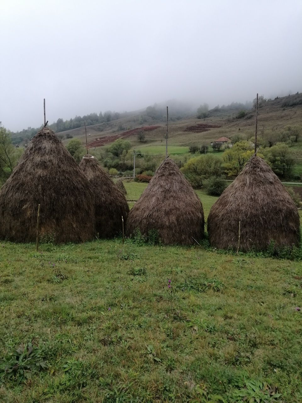 Vind nutret  floră montana  super calitate.
