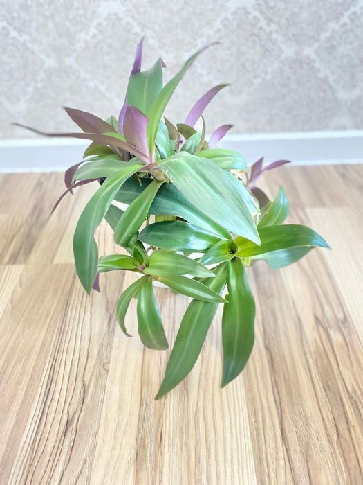 Продам комнатные растения!