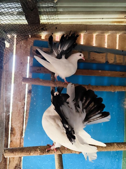 Porumbei voltați ieftini !