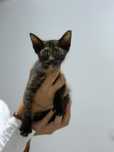 Pisica spre adoptie