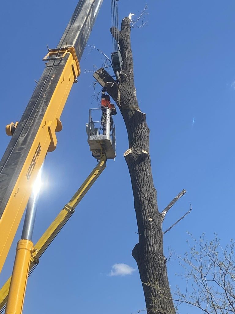 Tăiere/Fasonare Arbori Ieftin